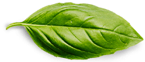 About basil leaf